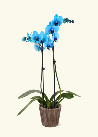 Small Blue Watercolor Orchid in a brown wilson wood grow pot.