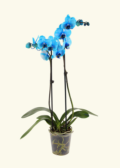 Small Blue Watercolor Orchid in a grow pot.