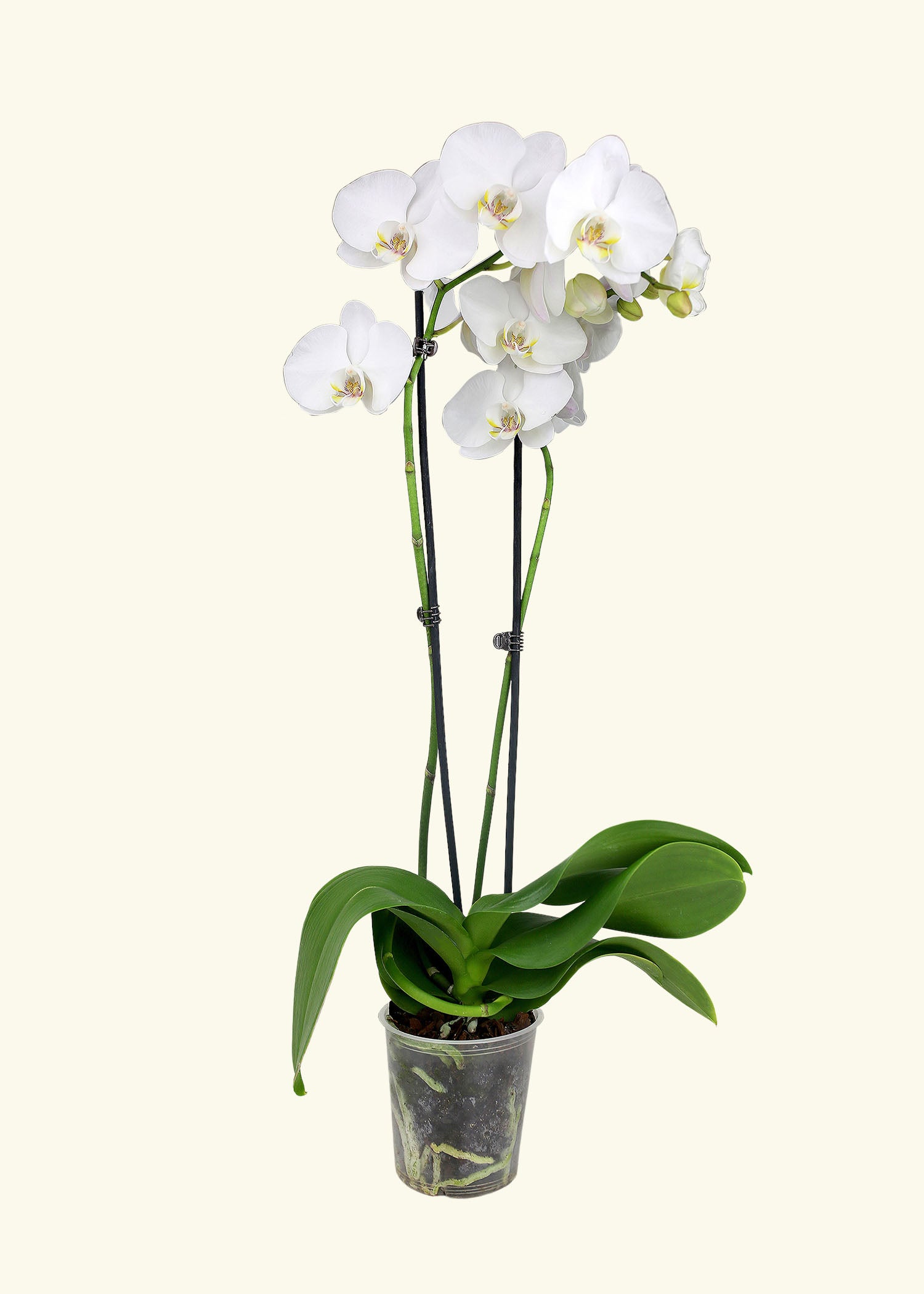 Small White Orchid in a grow pot.