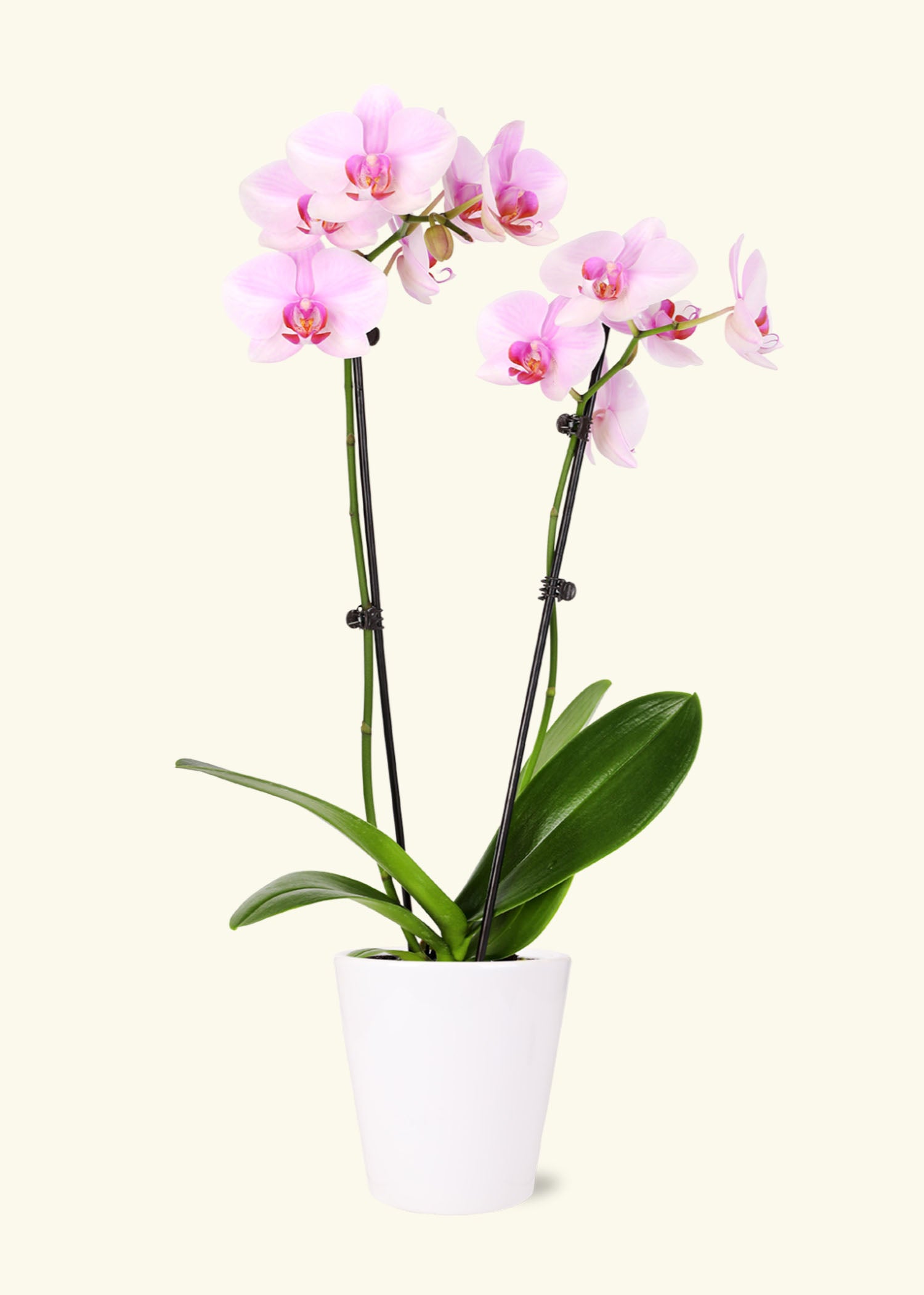 Small Light Pink Orchid in a white quinn ceramic grow pot.