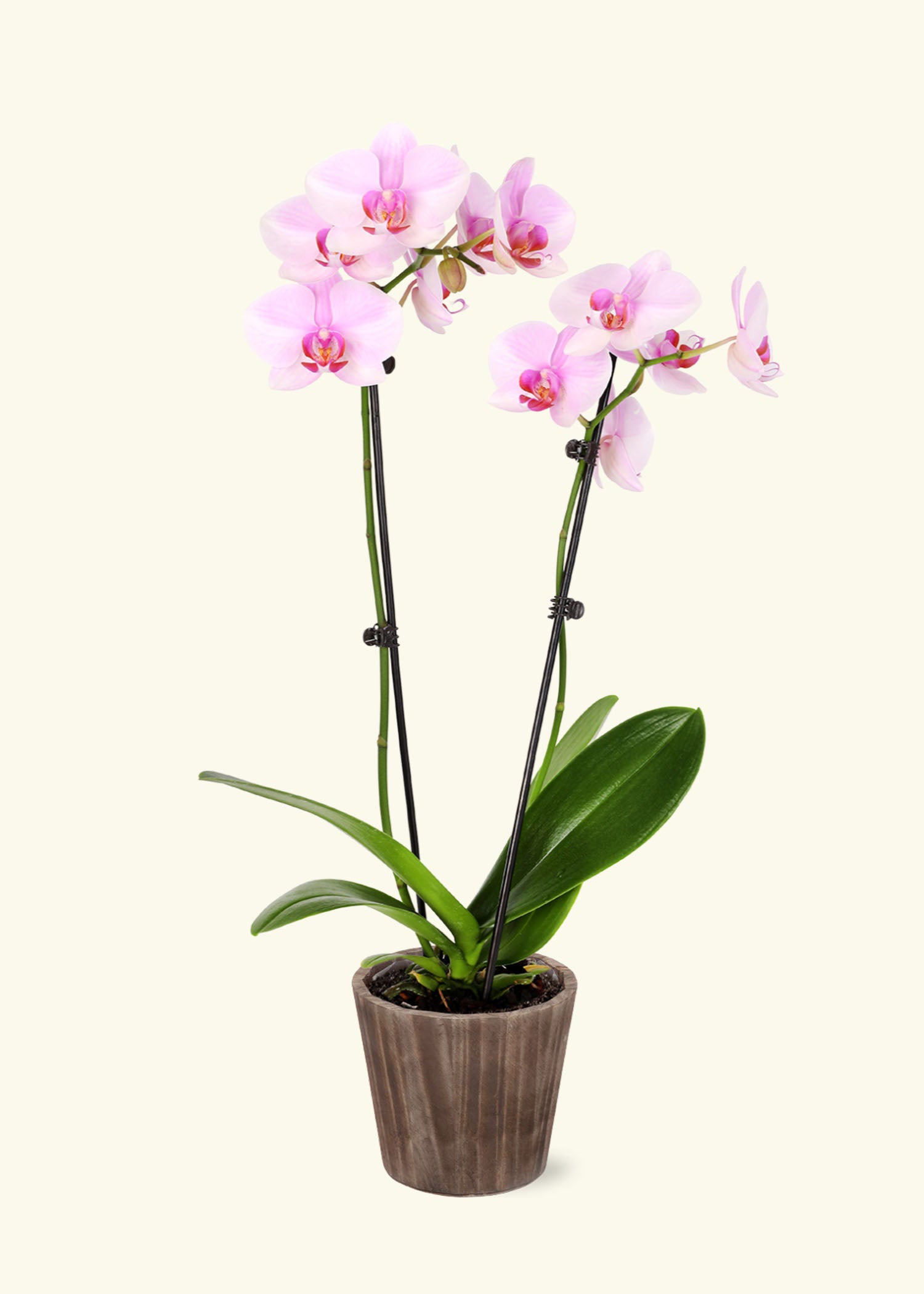 Small Light Pink Orchid in a brown wilson wood grow pot.
