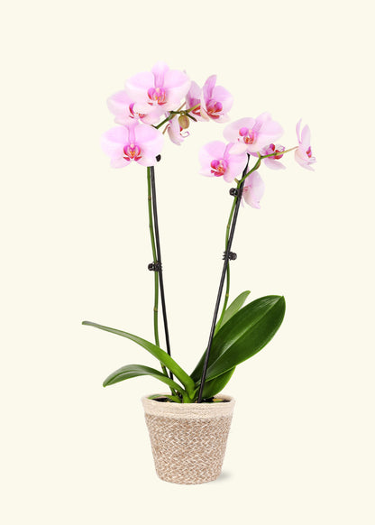 Small Light Pink Orchid in a cream ivo jute grow pot.