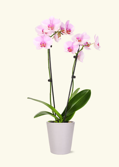 Small Light Pink Orchid in a grey quinn ceramic grow pot.