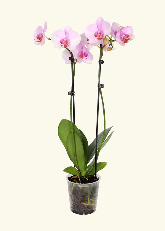 Small Light Pink Orchid in a grow pot.