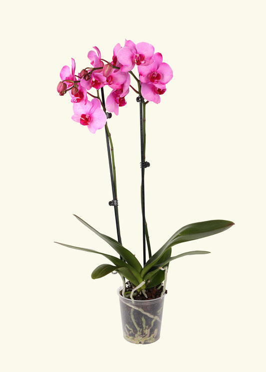 Small Pink Watercolor Orchid in a grow pot.