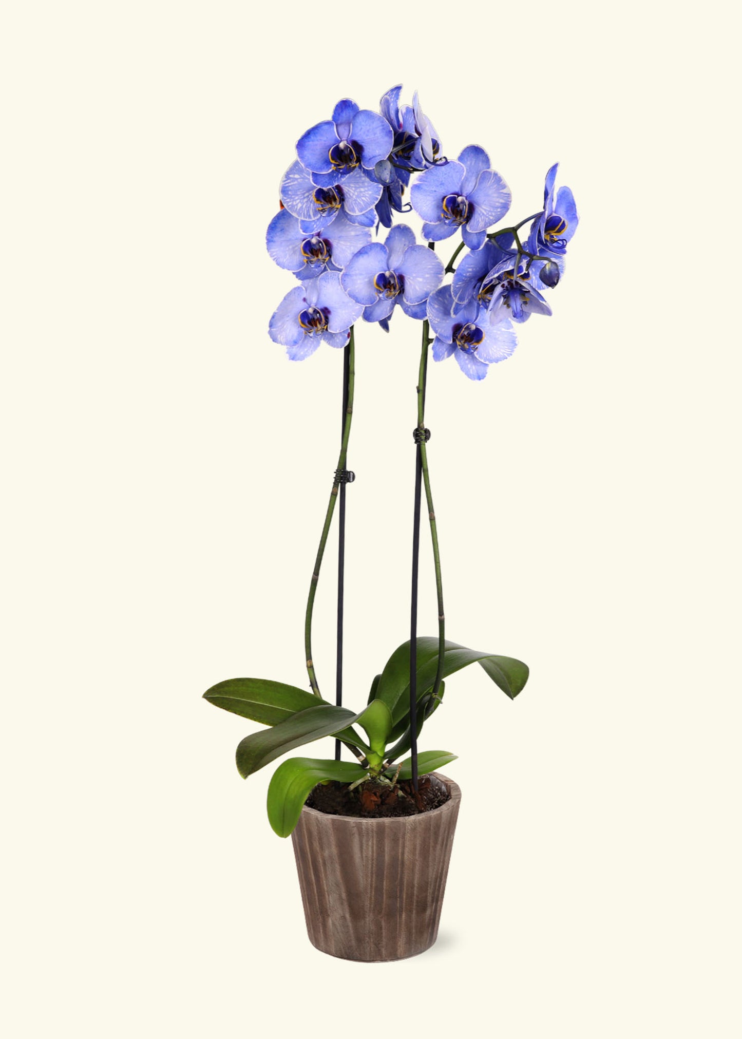 Small Lavendar Watercolor Orchid in a brown wilson wood grow pot.