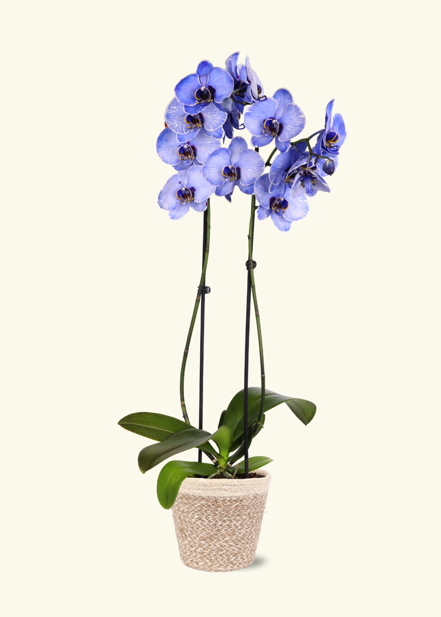 Small Lavendar Watercolor Orchid in a cream ivo jute grow pot.