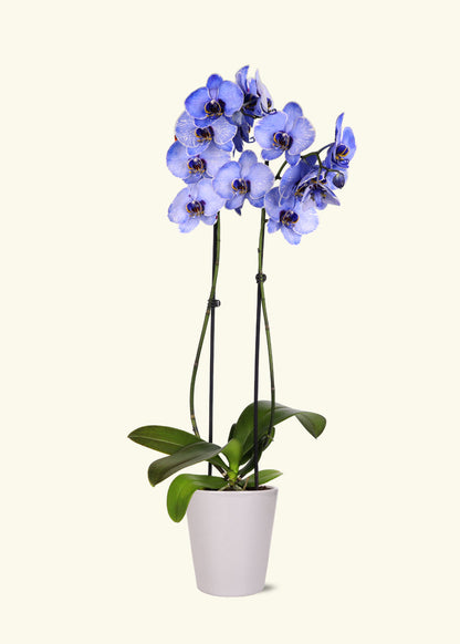 Small Lavendar Watercolor Orchid in a grey quinn ceramic grow pot.
