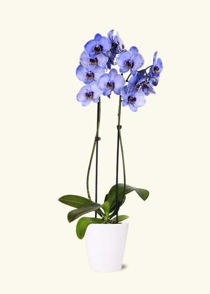 Small Lavendar Watercolor Orchid in a white quinn ceramic grow pot.