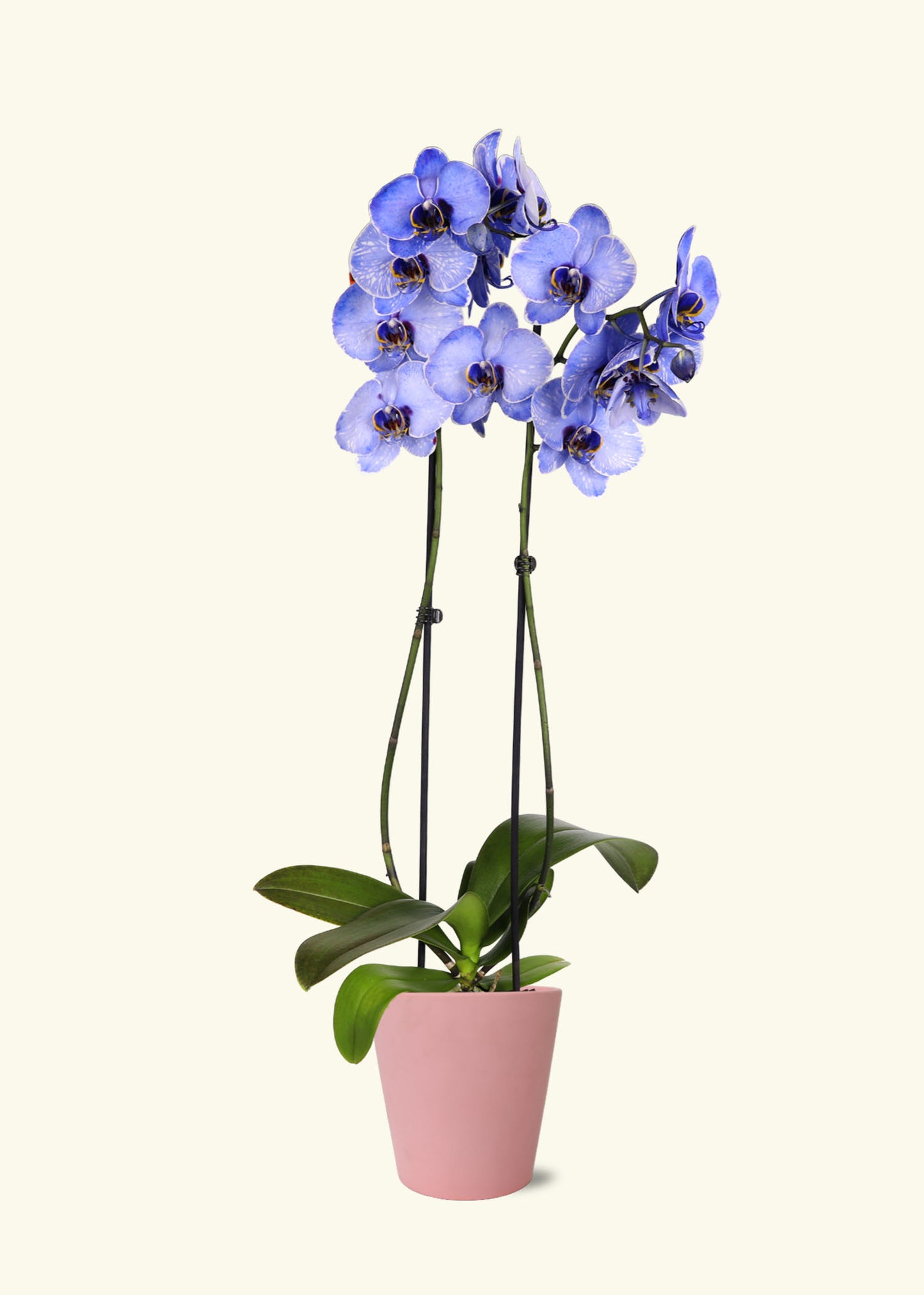 Small Lavendar Watercolor Orchid in a pink jane matte ceramic grow pot.