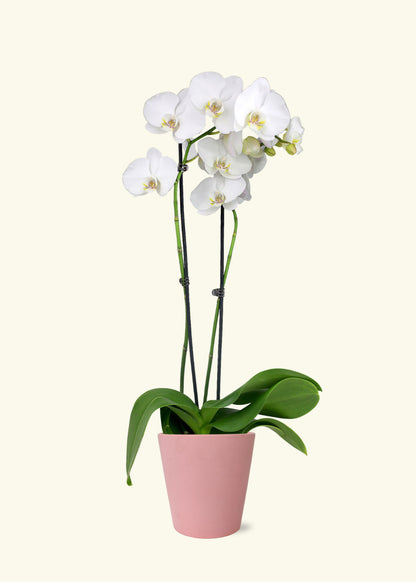 Small White Orchid in a pink jane matte ceramic grow pot.