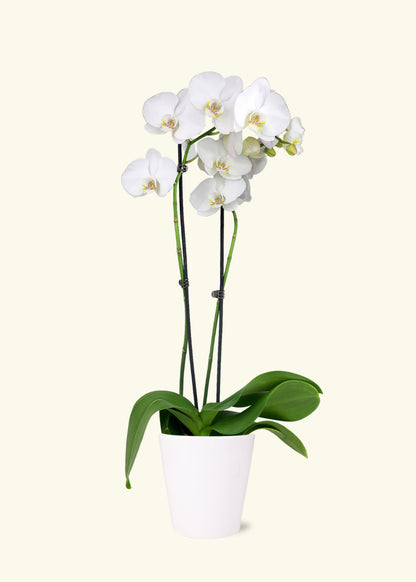 Small White Orchid in a white quinn ceramic grow pot.