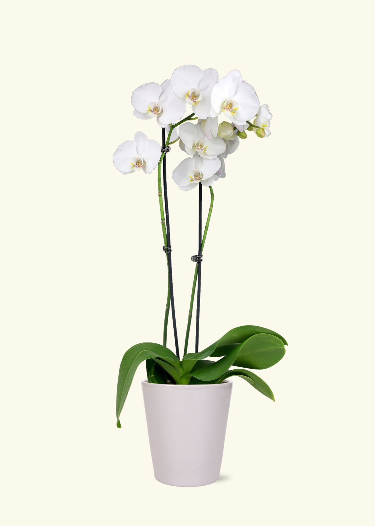 Small White Orchid in a grey quinn ceramic grow pot.