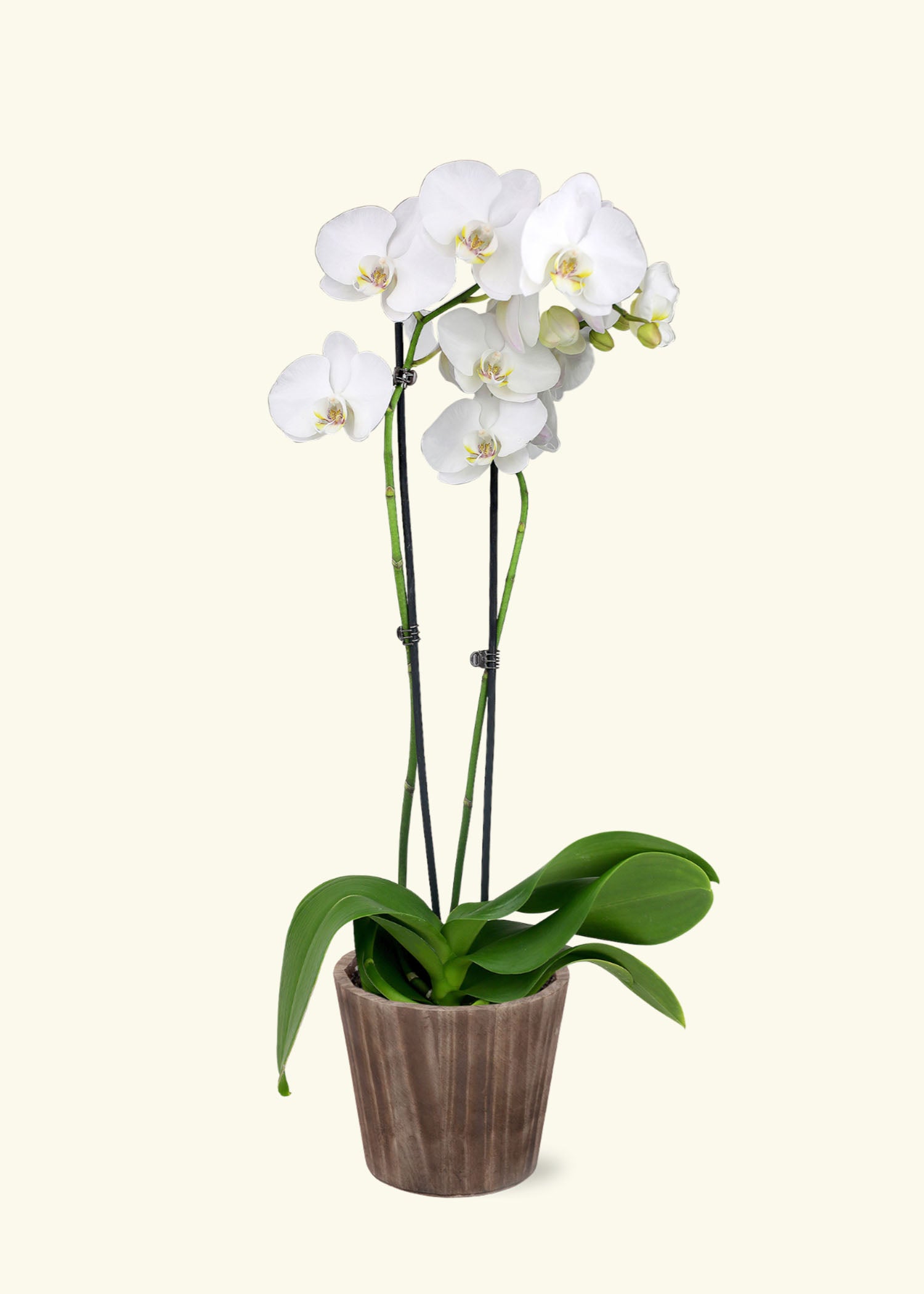 Small White Orchid in a brown wilson wood grow pot.
