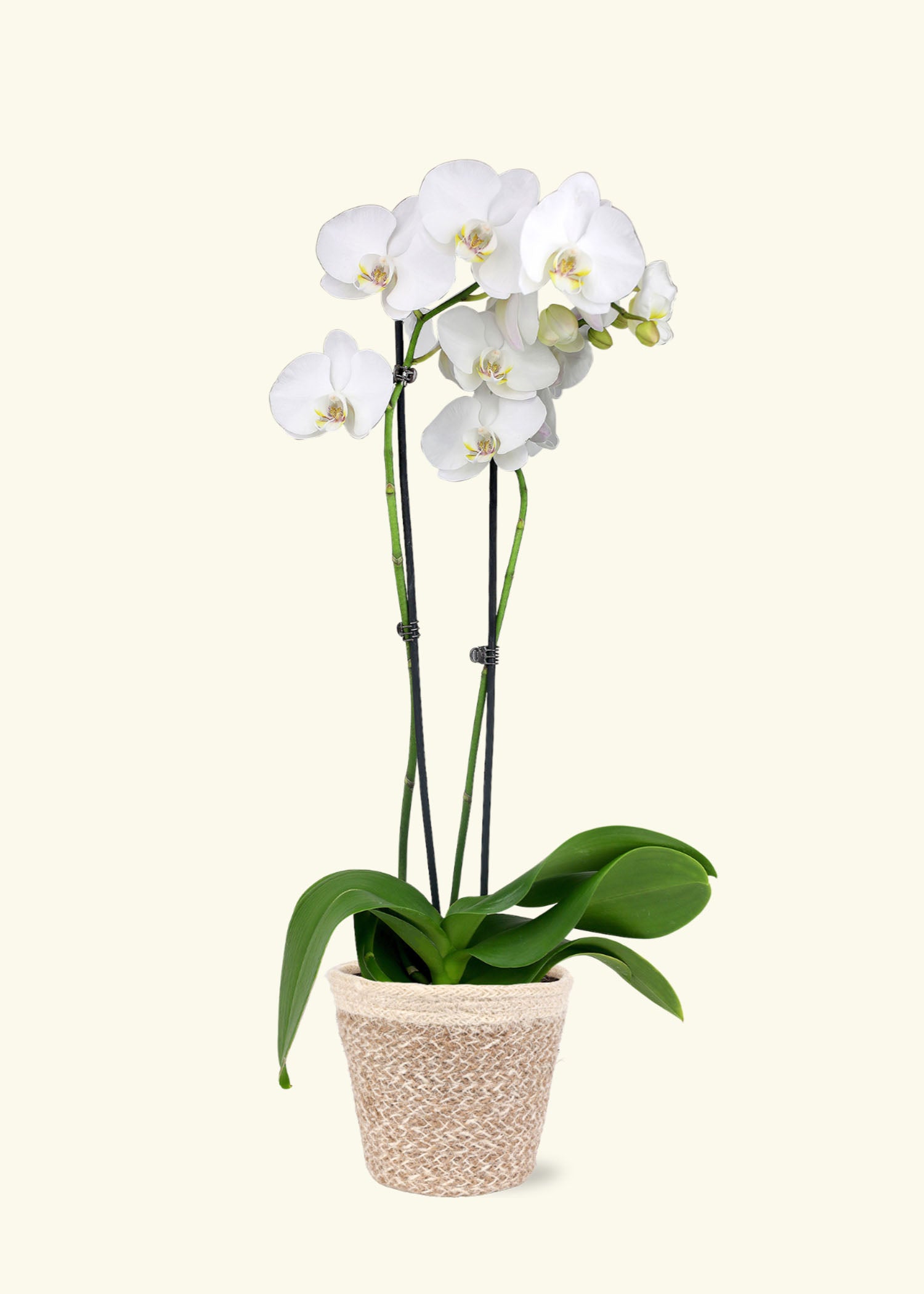 Small White Orchid in a cream ivo jute grow pot.