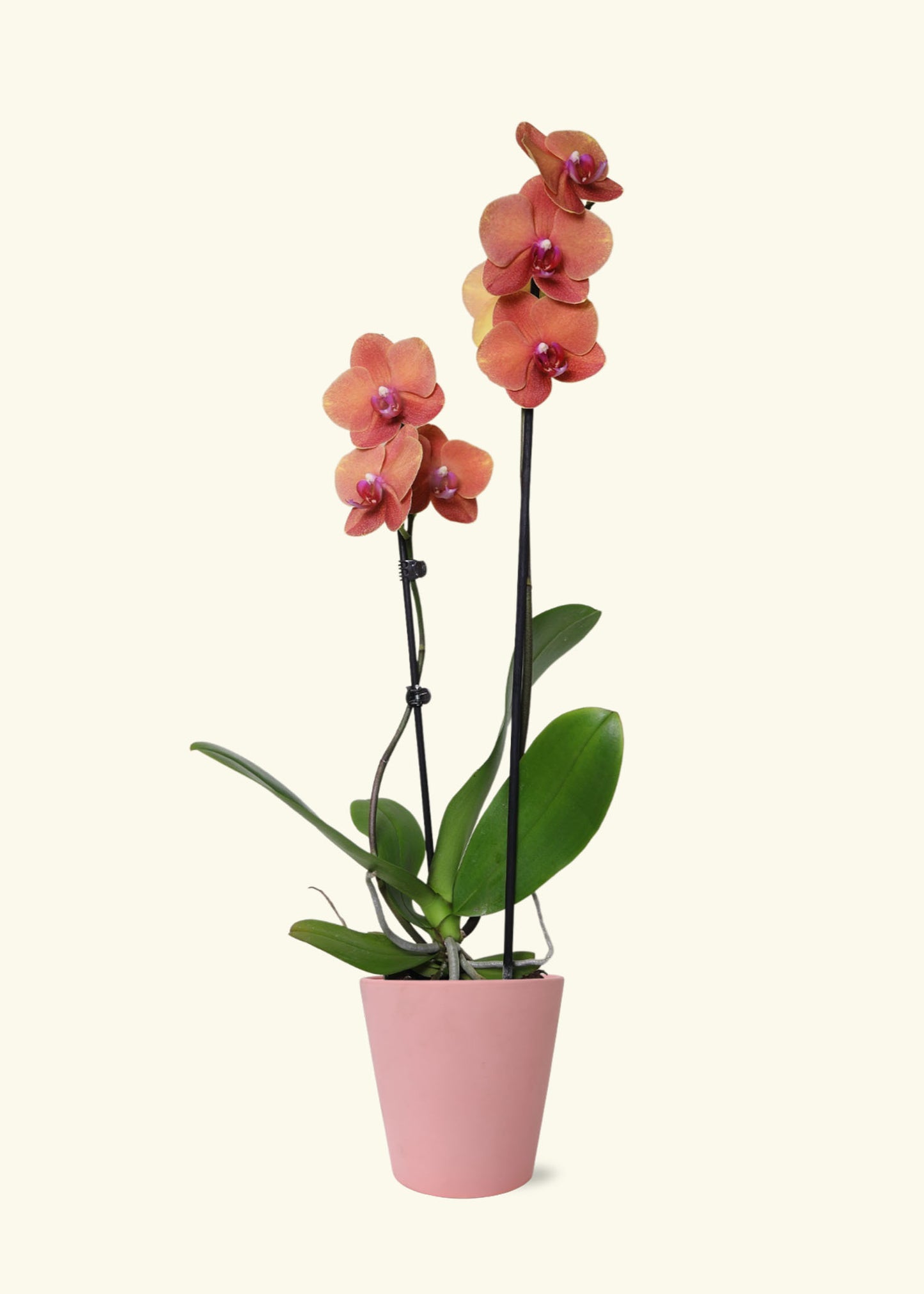 Small Coral Orchid in a pink jane matte ceramic grow pot.