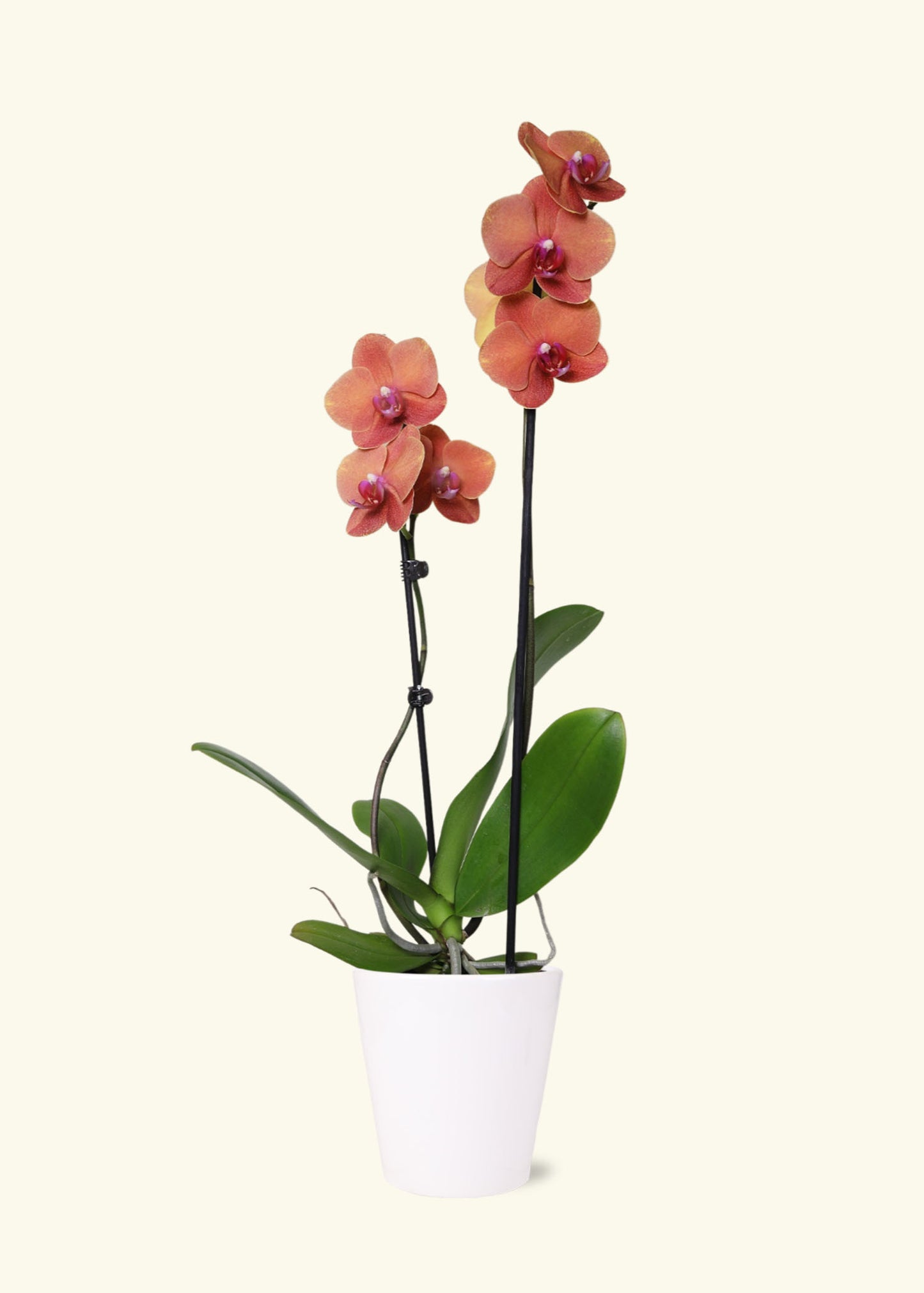 Small Coral Orchid in a white quinn ceramic grow pot.