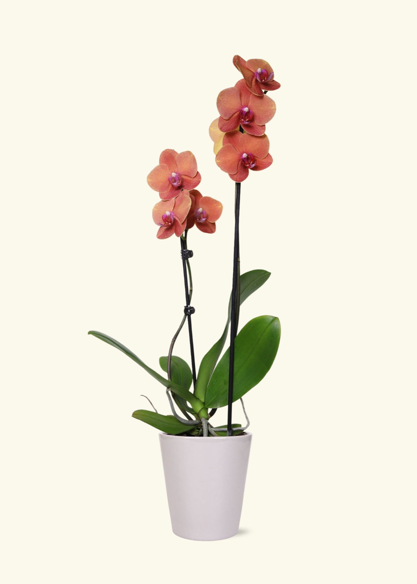 Small Coral Orchid in a grey quinn ceramic grow pot.