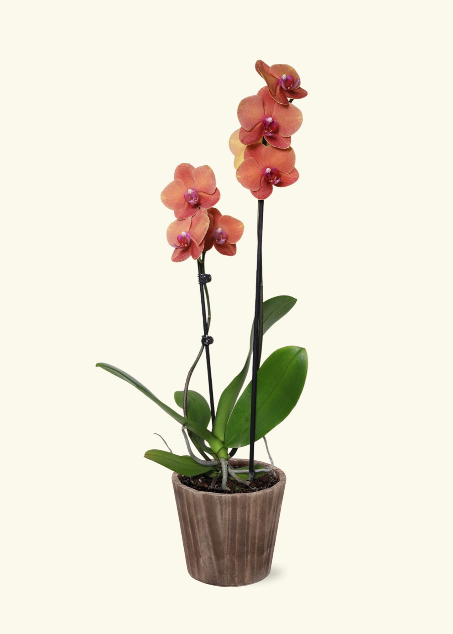 Small Coral Orchid in a brown wilson wood grow pot.
