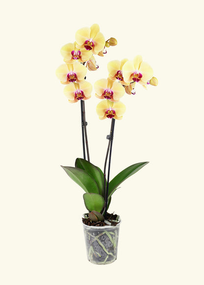 Small Yellow Orchid in a grow pot.