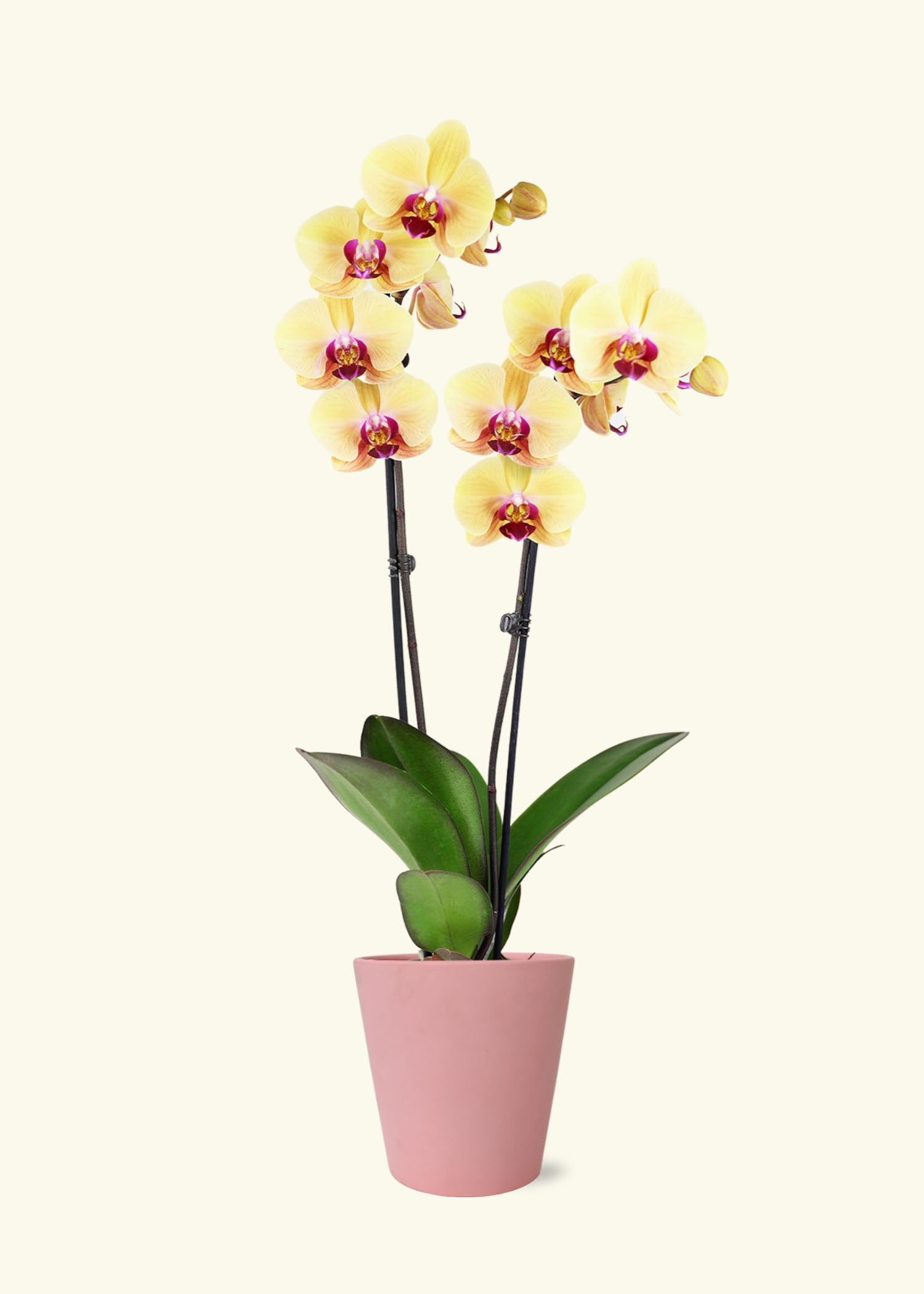 Small Yellow Orchid in a pink jane matte ceramic grow pot.