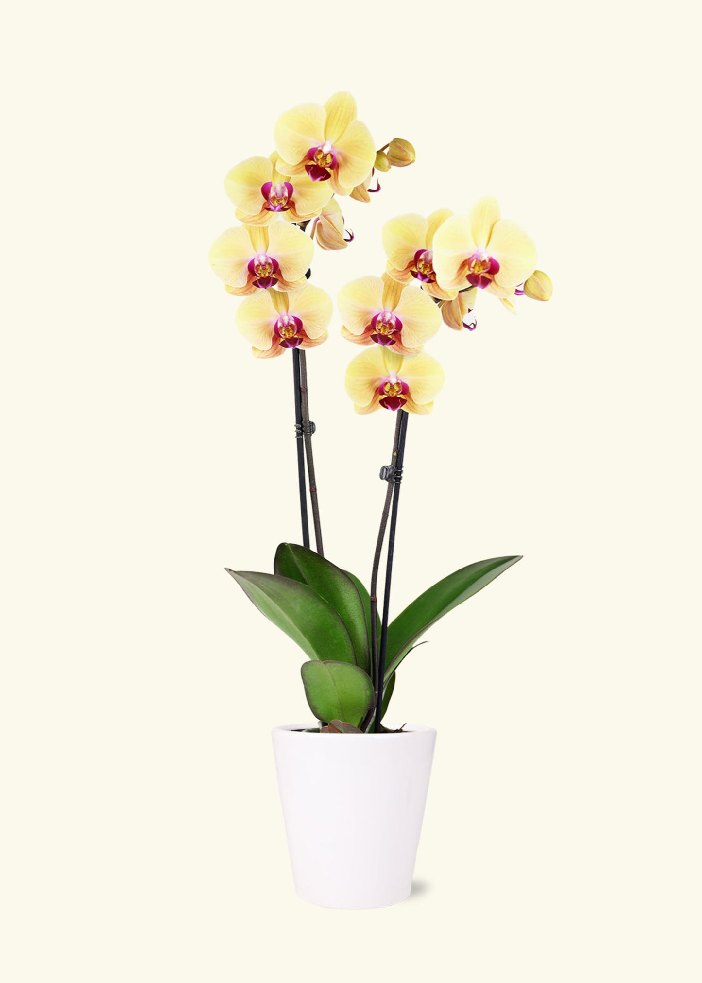 Small Yellow Orchid in a white quinn ceramic grow pot.