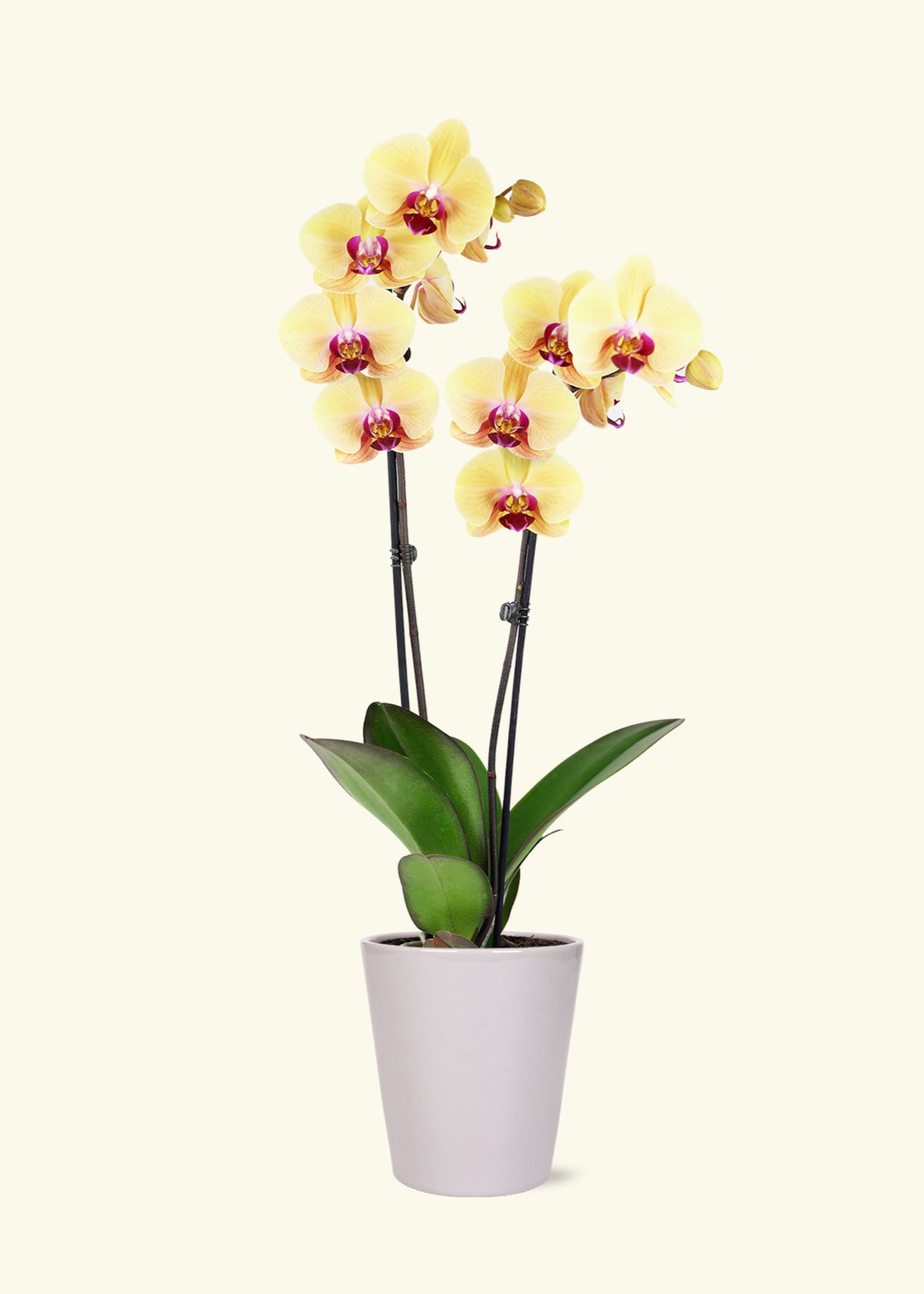 Small Yellow Orchid in a grey quinn ceramic grow pot.