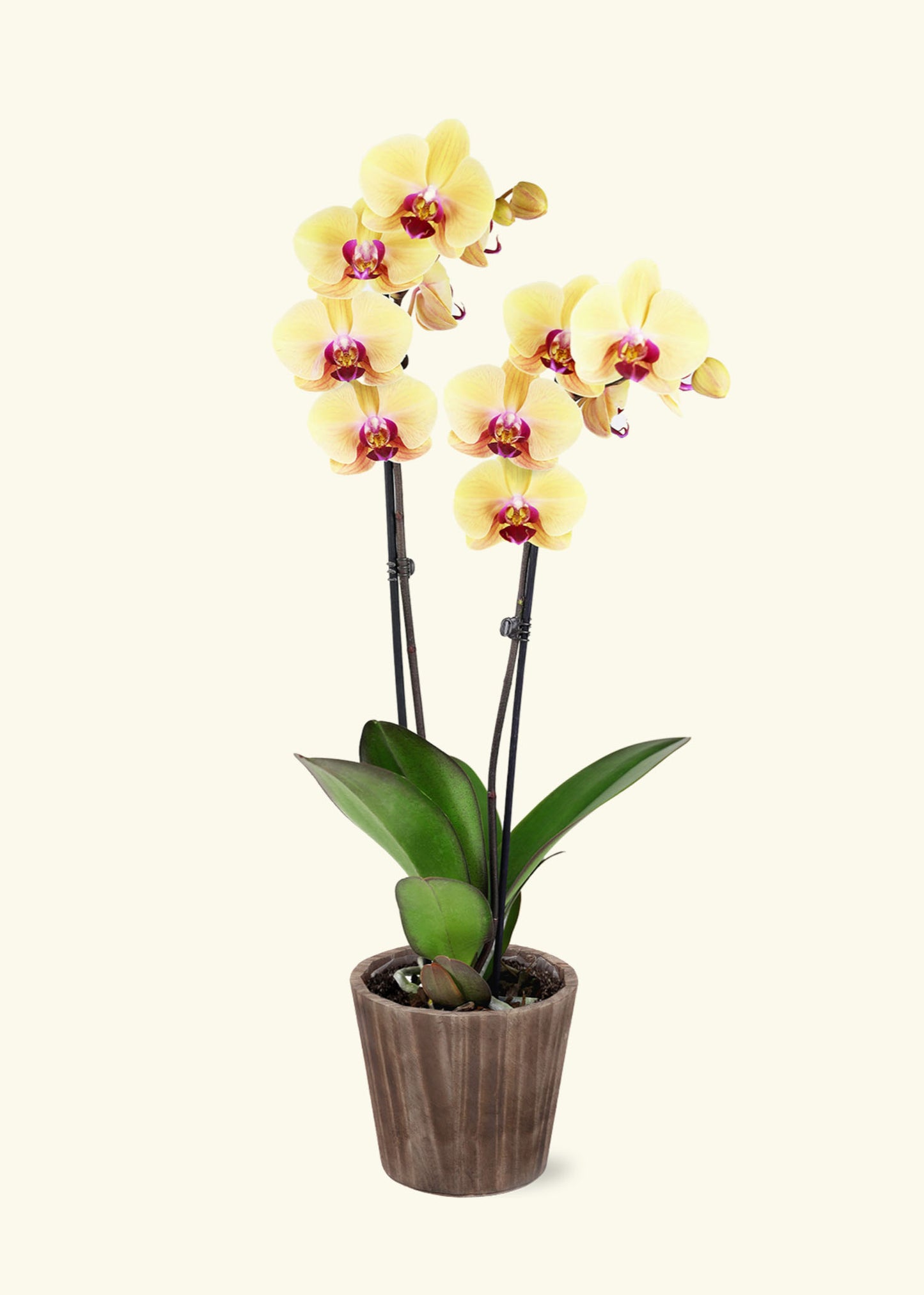 Small Yellow Orchid in a brown wilson wood grow pot.