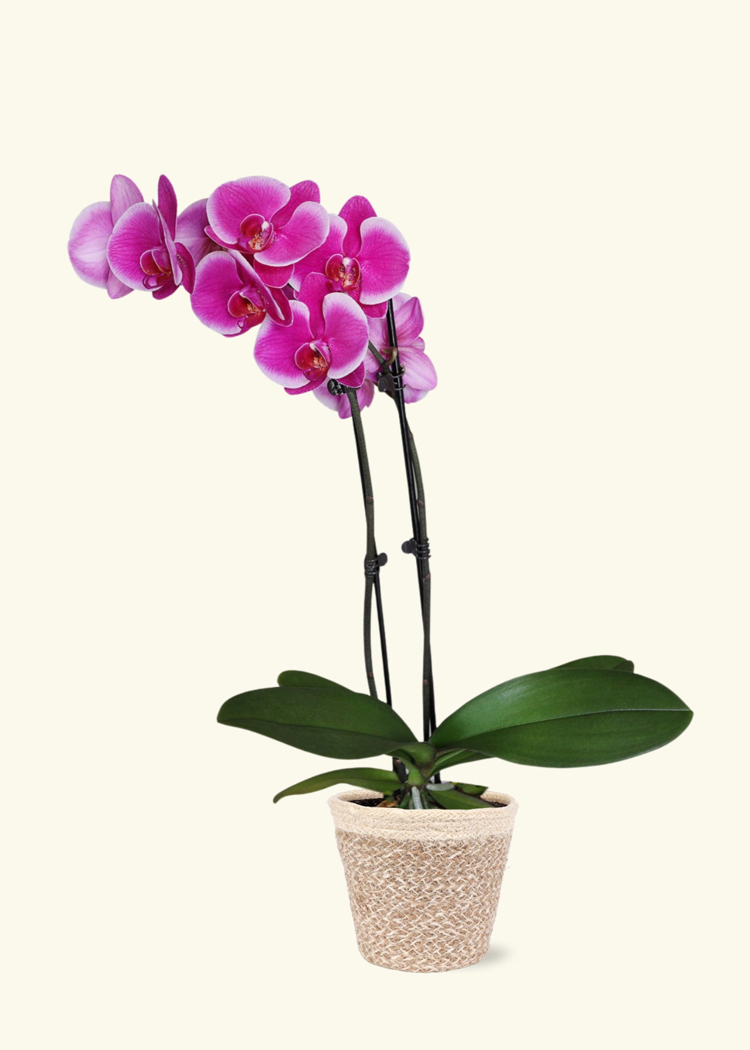 Small Purple Orchid in a cream ivo jute grow pot.