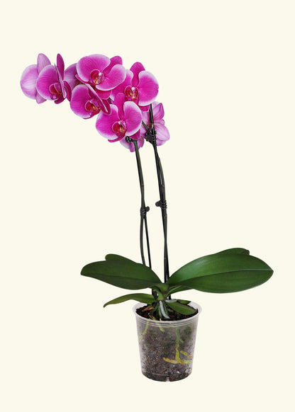 Small Purple Orchid in a grow pot.