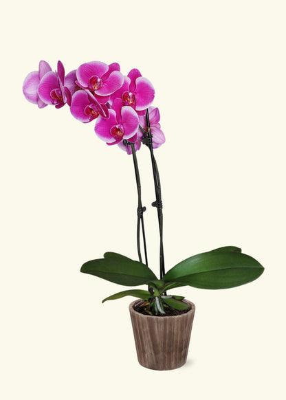 Small Purple Orchid in a brown wilson wood grow pot.