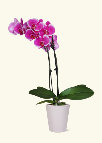 Small Purple Orchid in a grey quinn ceramic grow pot.