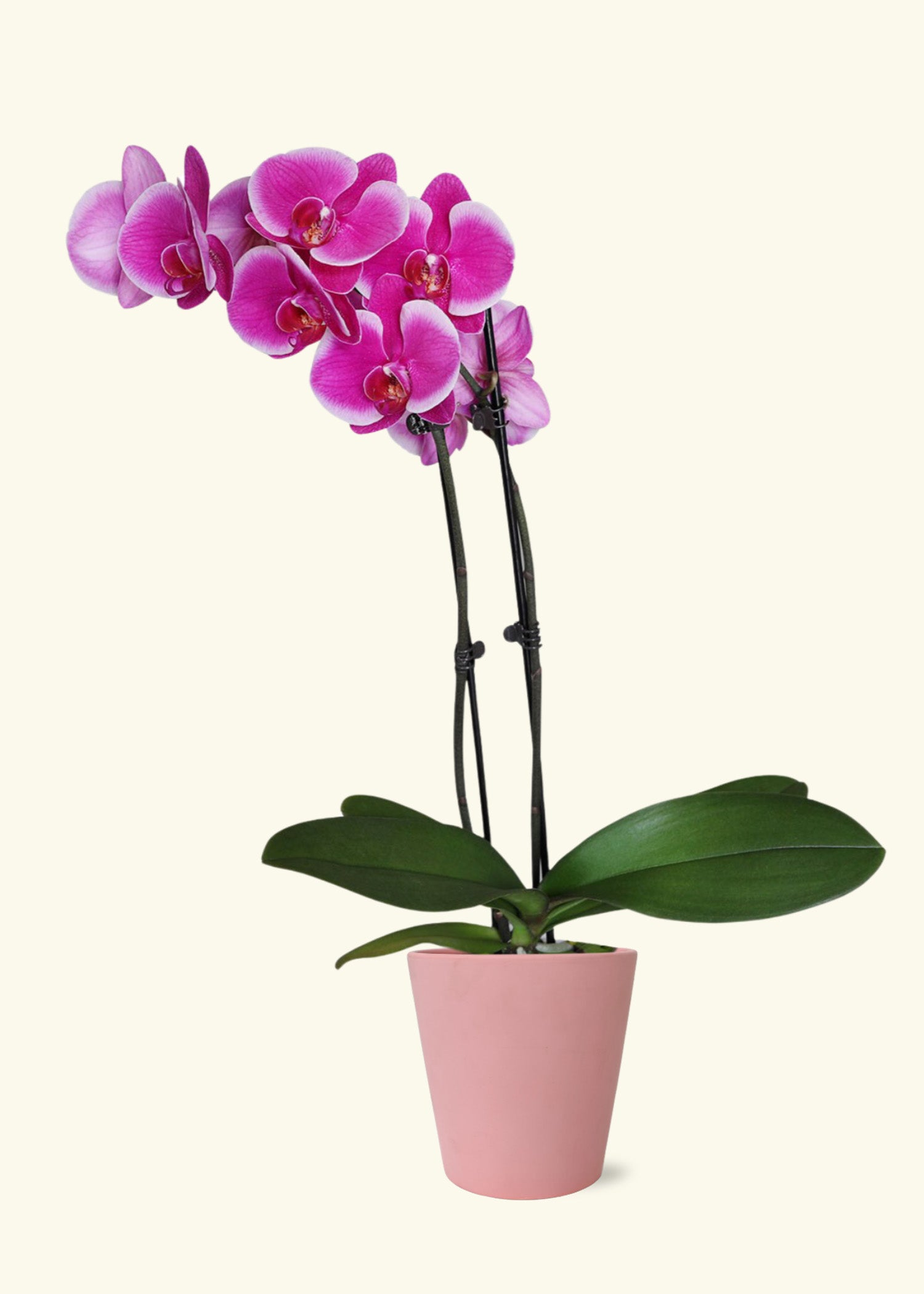 Small Purple Orchid in a pink jane matte ceramic grow pot.