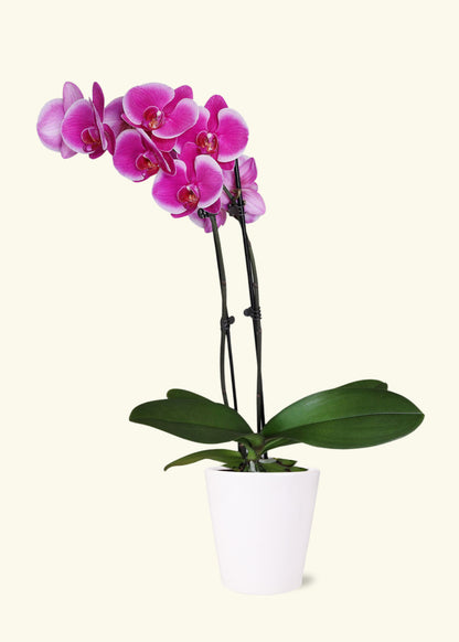 Small Purple Orchid in a white quinn ceramic grow pot.