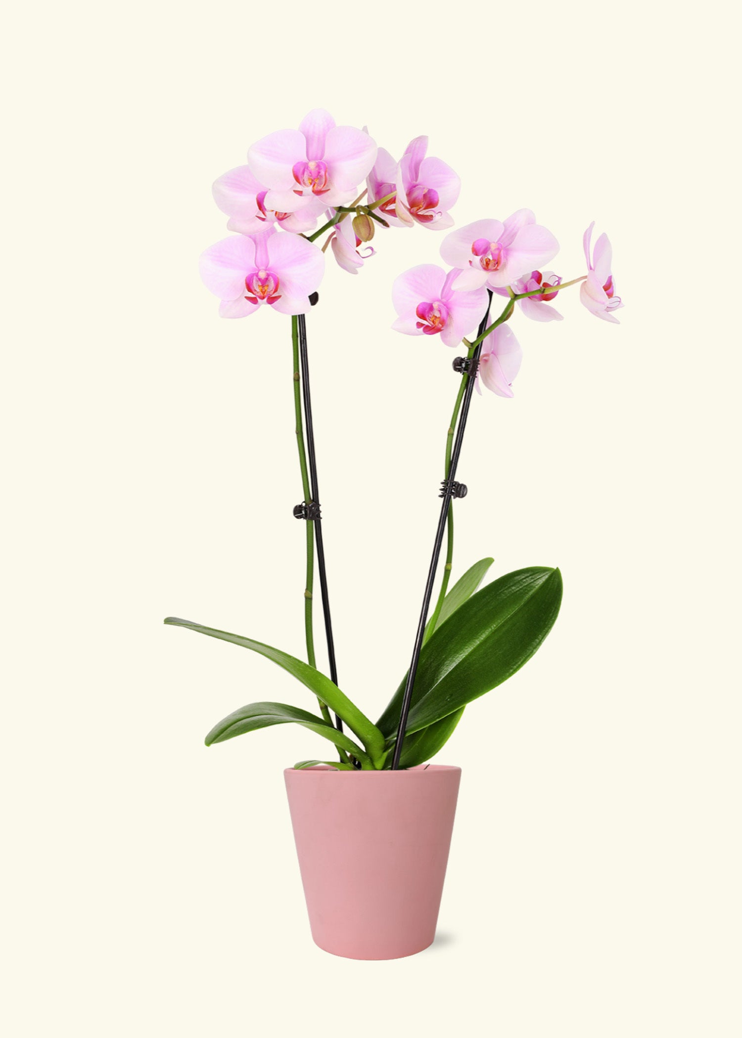 Small Light Pink Orchid in a pink jane matte ceramic grow pot.