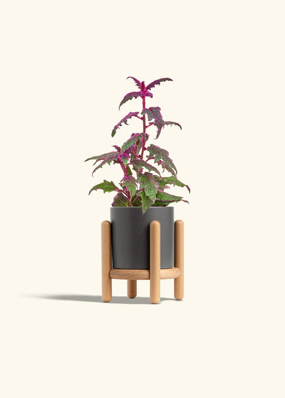 Purple Passion Plant, Small
