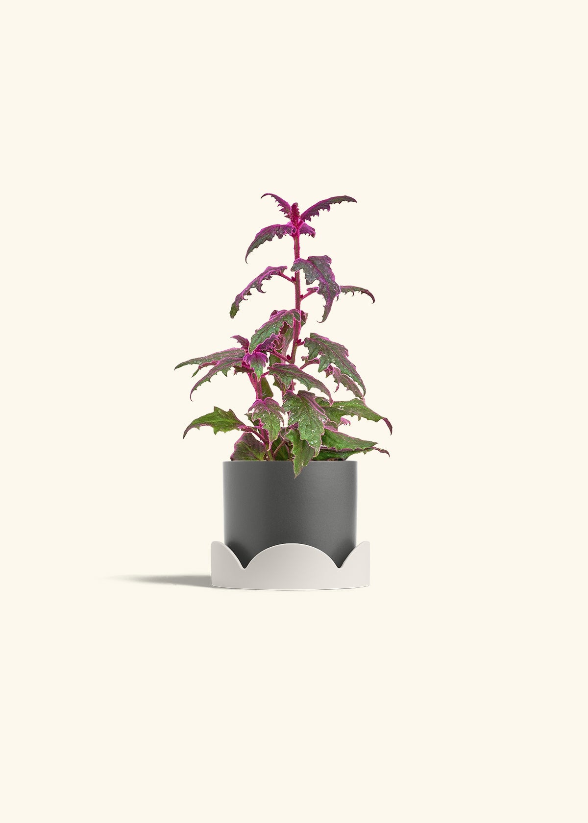 Purple Passion Plant, Small