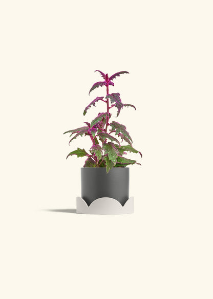 Purple Passion Plant, Small