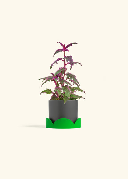 Purple Passion Plant, Small