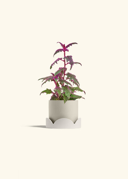 Purple Passion Plant, Small