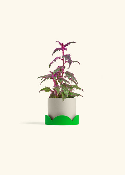 Purple Passion Plant, Small