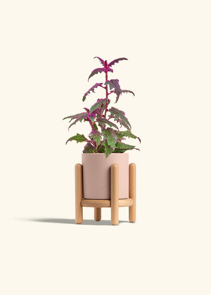 Purple Passion Plant, Small
