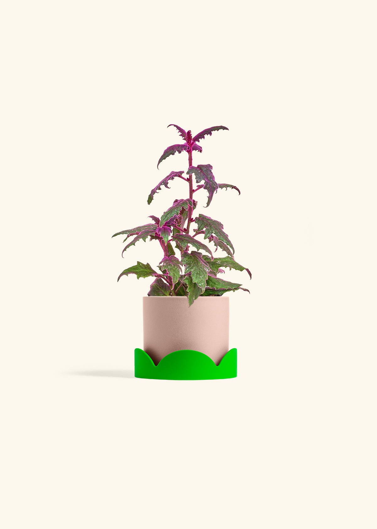 Purple Passion Plant, Small