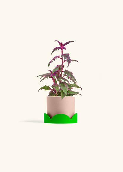 Purple Passion Plant, Small