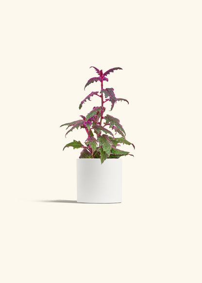 Purple Passion Plant, Small