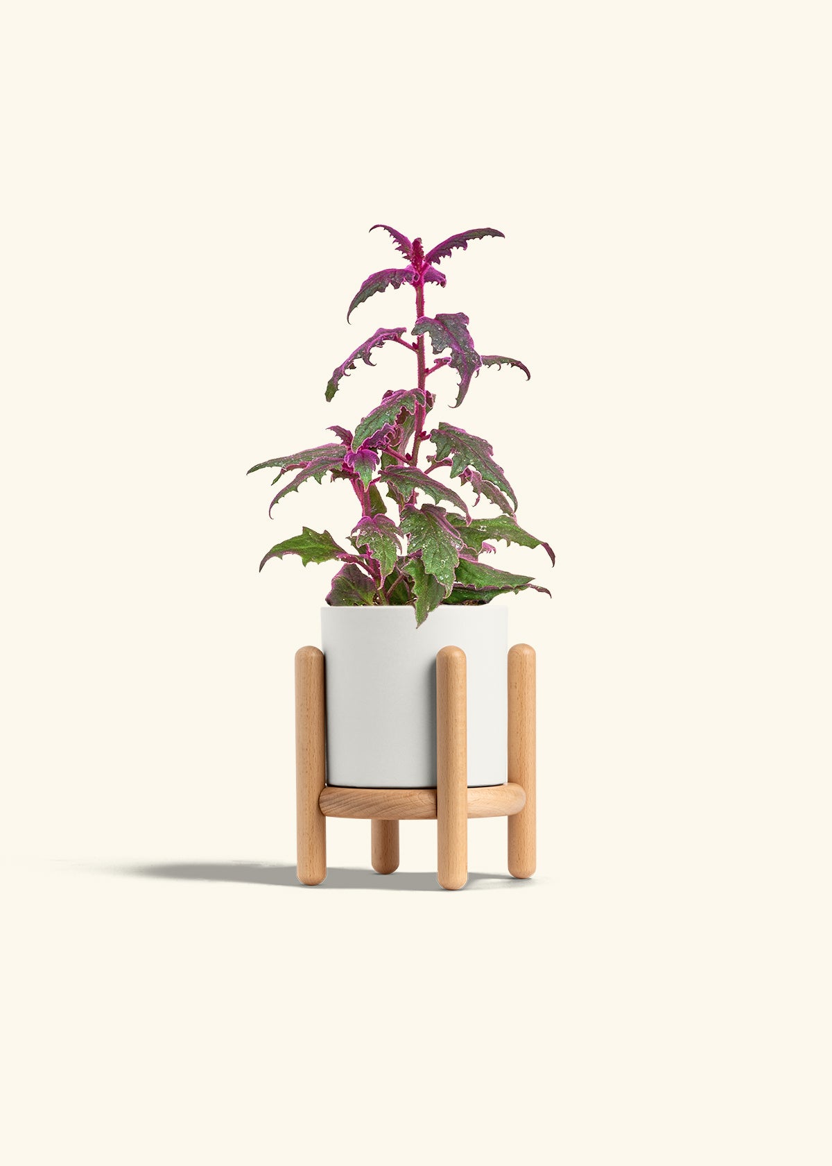 Purple Passion Plant, Small