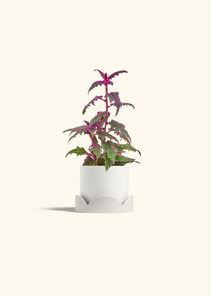 Purple Passion Plant, Small
