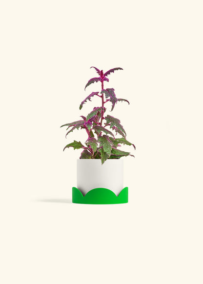 Purple Passion Plant, Small