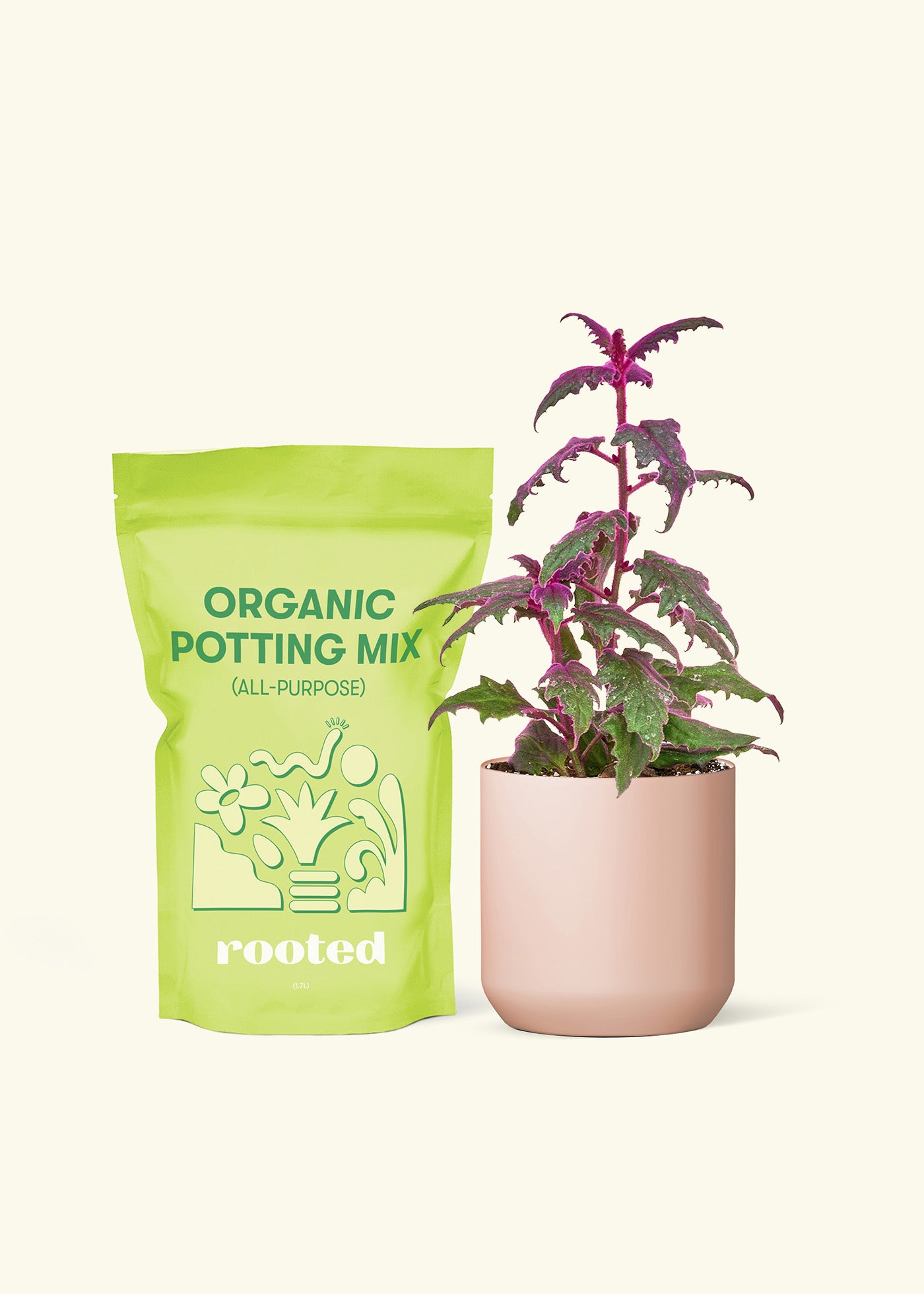 Small Purple Passion Plant in a pink cylinder pot and a bag of soil.