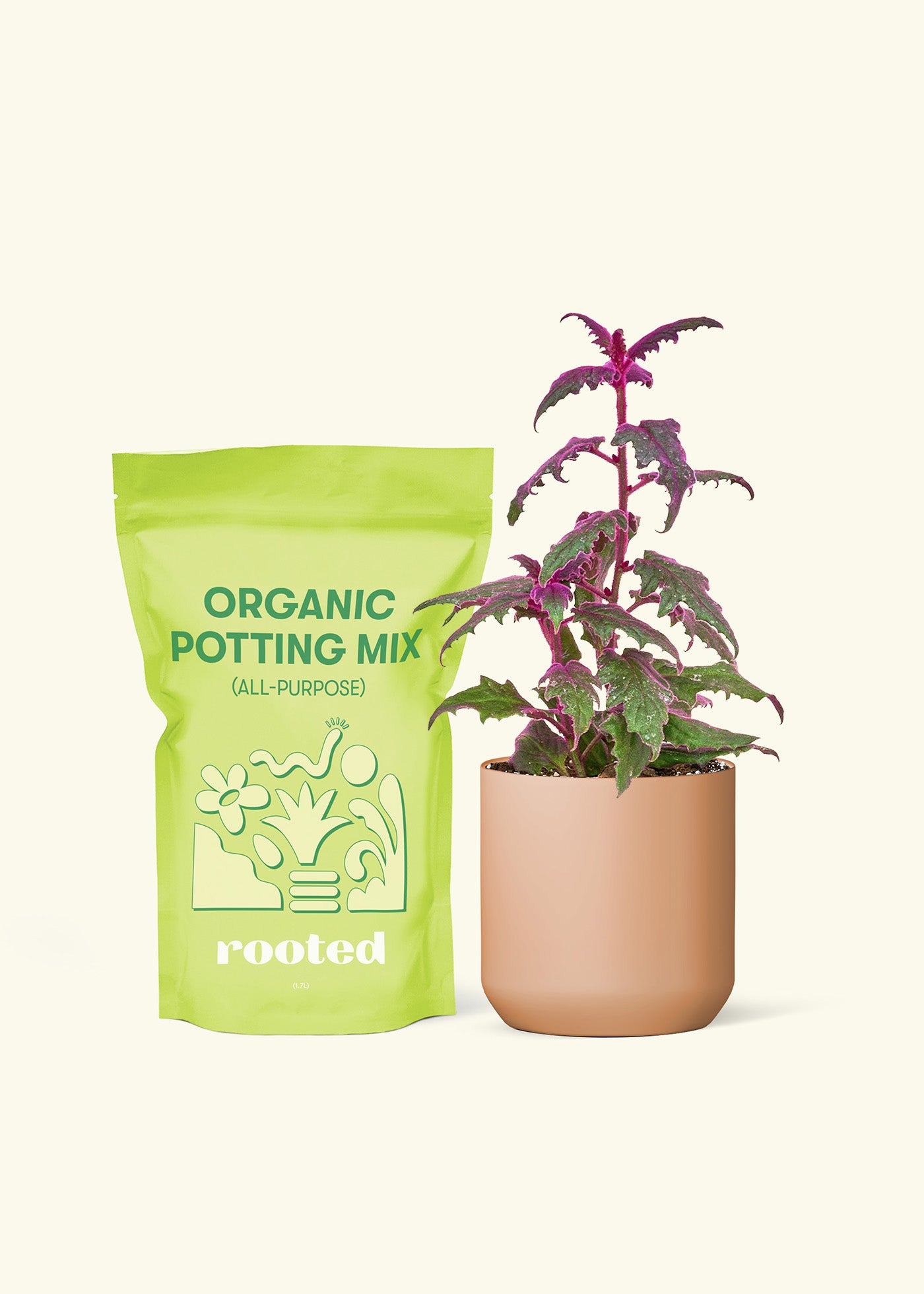 Small Purple Passion Plant in a terracotta cylinder pot and a bag of soil.